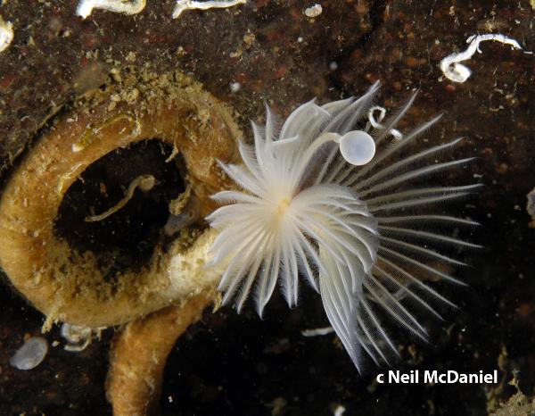 Photo of Apomatus geniculatus by <a href="http://www.seastarsofthepacificnorthwest.info/">Neil McDaniel</a>